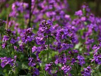 Kalmthout 2016 04 17 9738 Lunaria annua